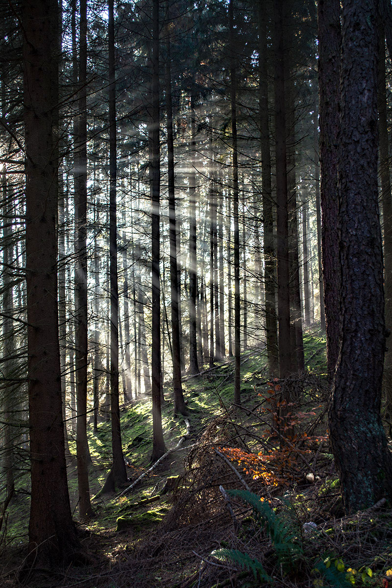 DSC_6495---Kopie - Kopie.jpg