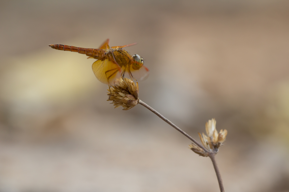 brachythemis contaminata m (1 von 1).jpg