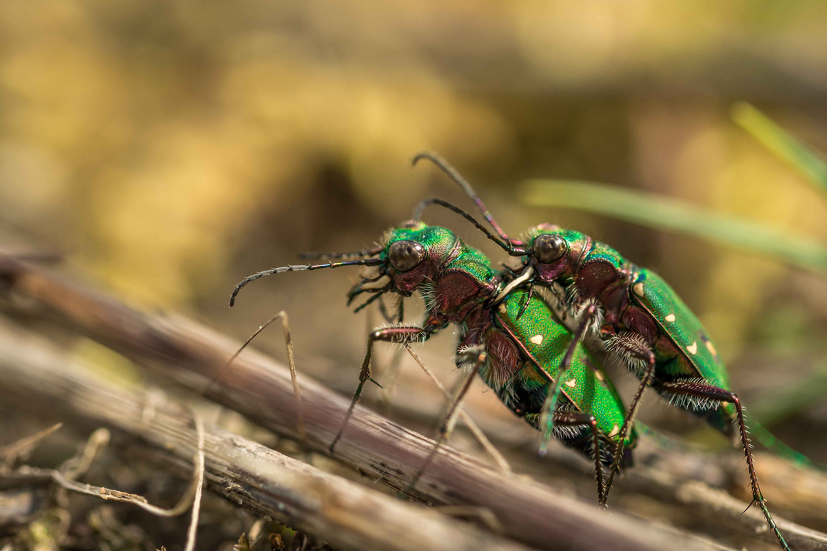 Feld-Sandlaufkäfer-Paarung-(1-von-1).jpg