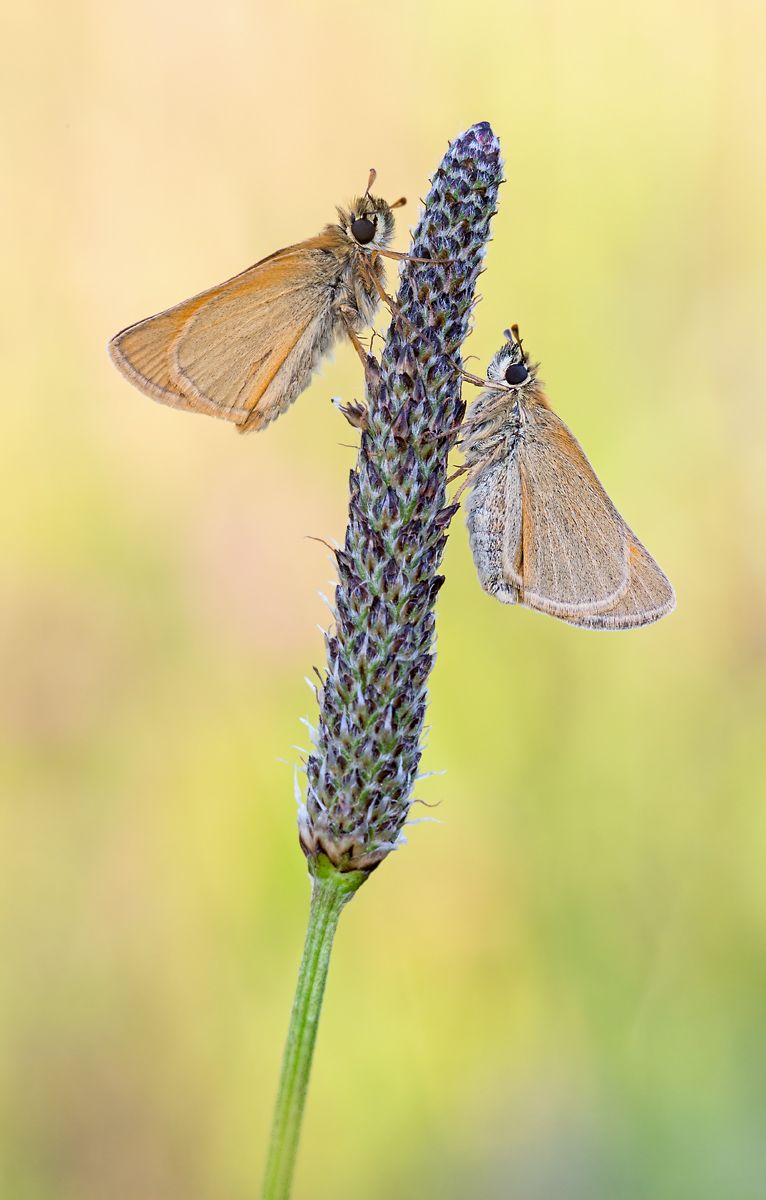 _MG_5703-Bearbeitet-Bearbeitet Kopie.jpg