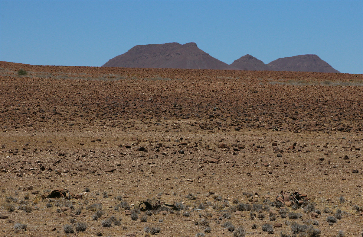 welwitschia01makro.jpg