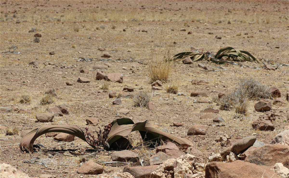 welwitschia02makro.jpg