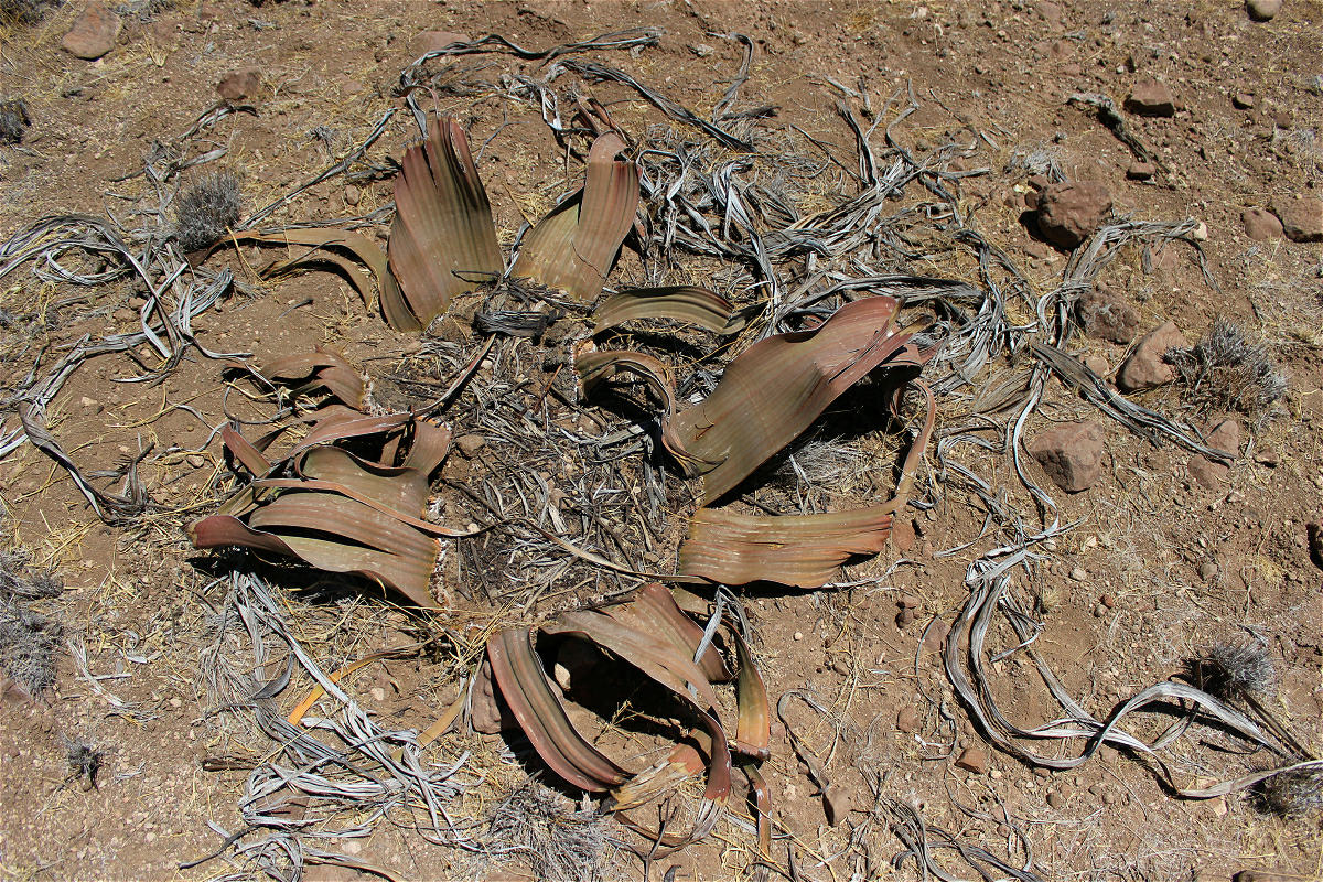 welwitschia05makro.jpg