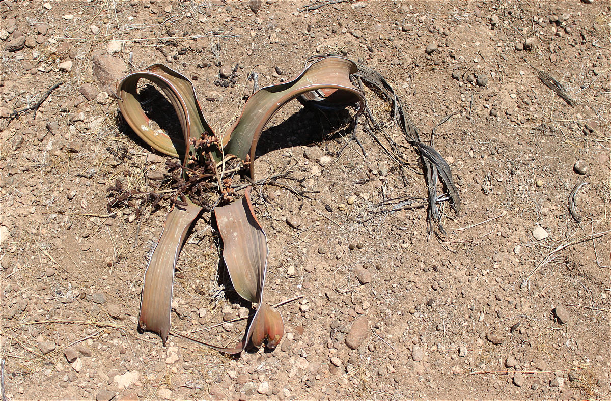 welwitschia06makro.jpg