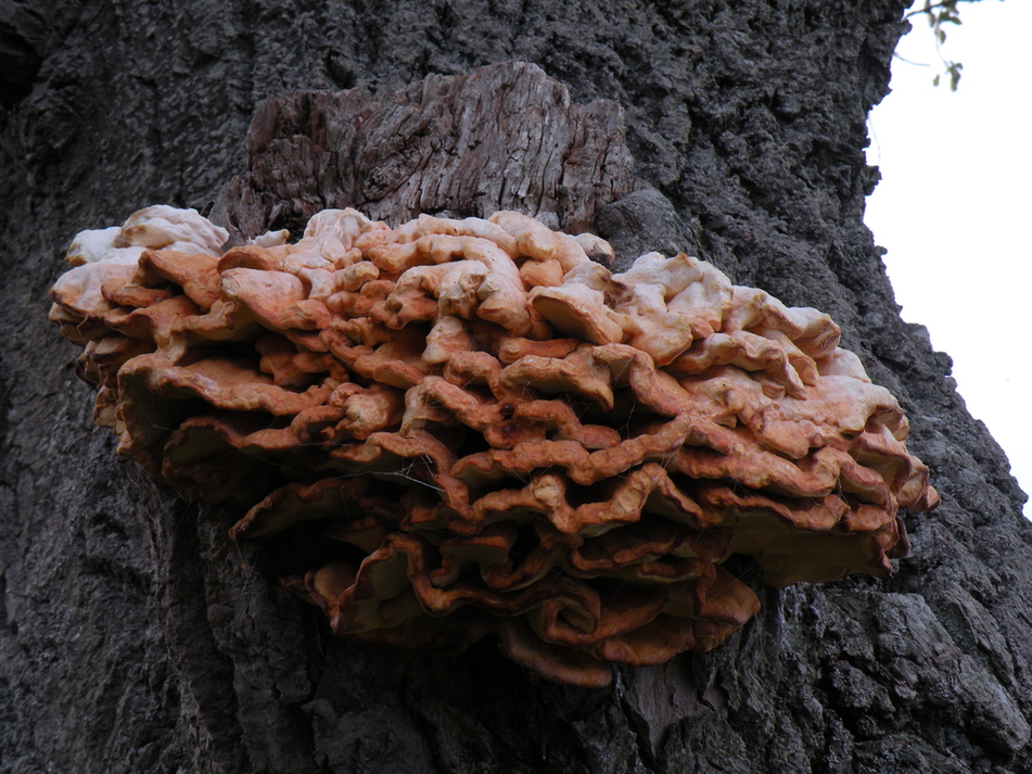 DSCN8965.JPG