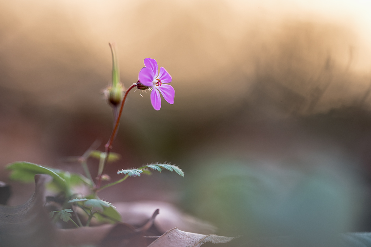 750_6751.jpg