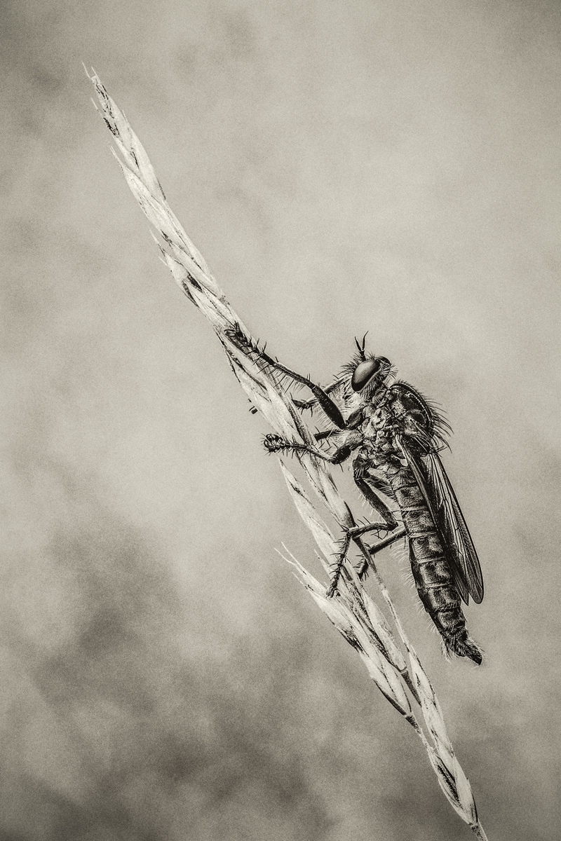 20140710-IMG_1273-Sepia_3.jpg