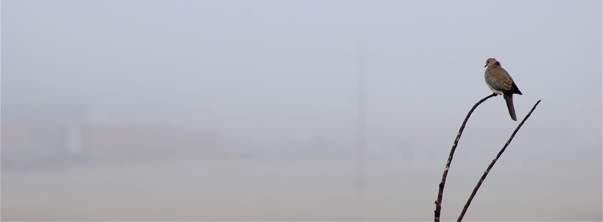 Laughing Dove01makro.jpg