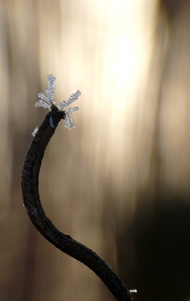 Kurvig_fil - nochmal neu bearbeiten da zu klein.jpg