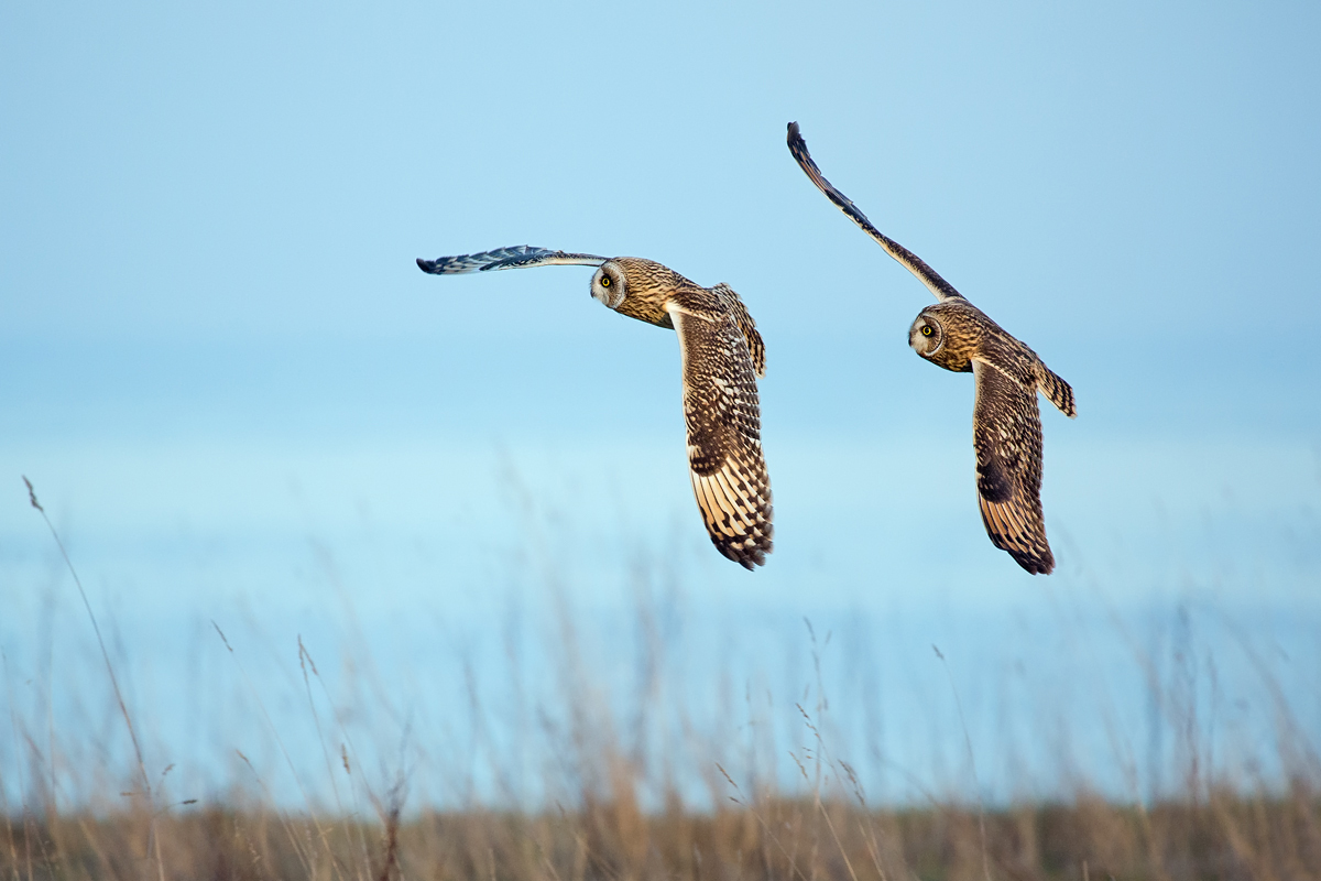 SI8A4359 als Smart-Objekt-1200.jpg