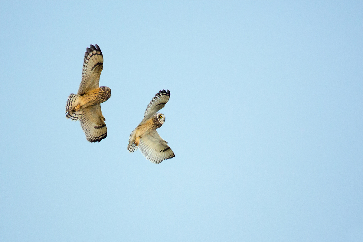 SI8A3940 als Smart-Objekt-1200.jpg