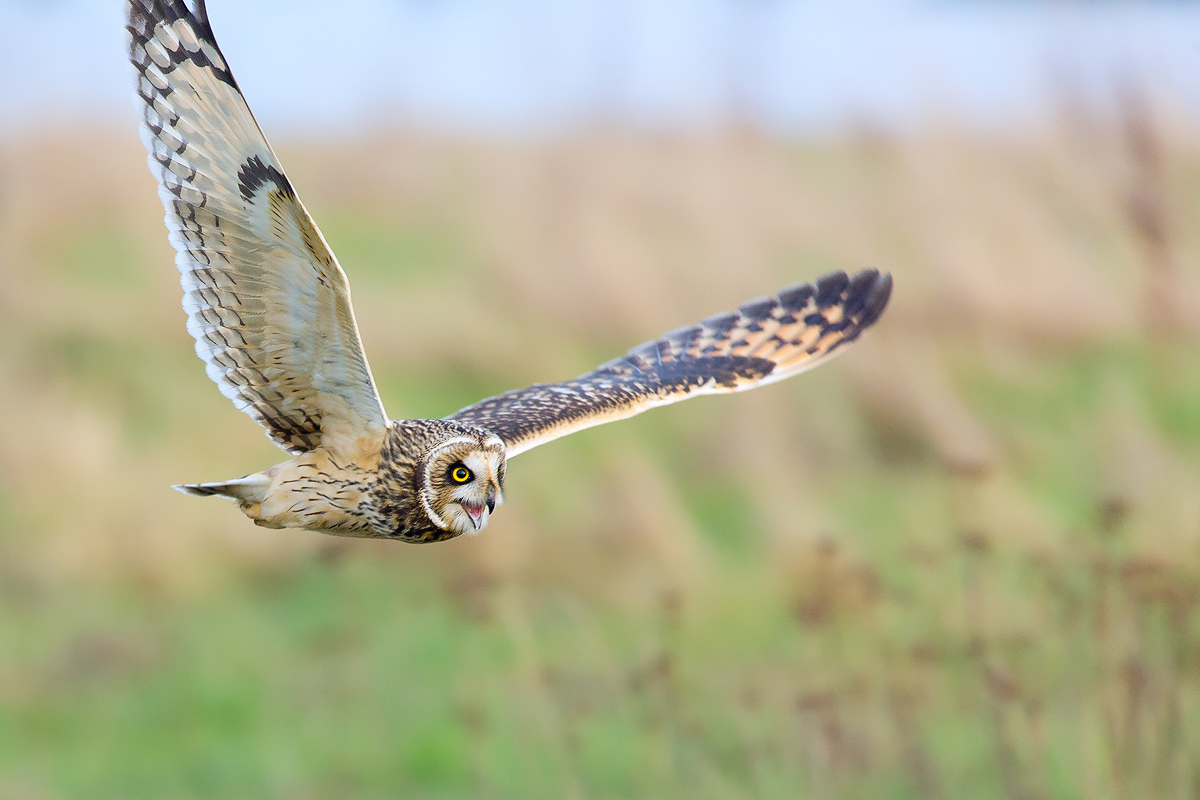 SI8A3928 als Smart-Objekt-1200.jpg