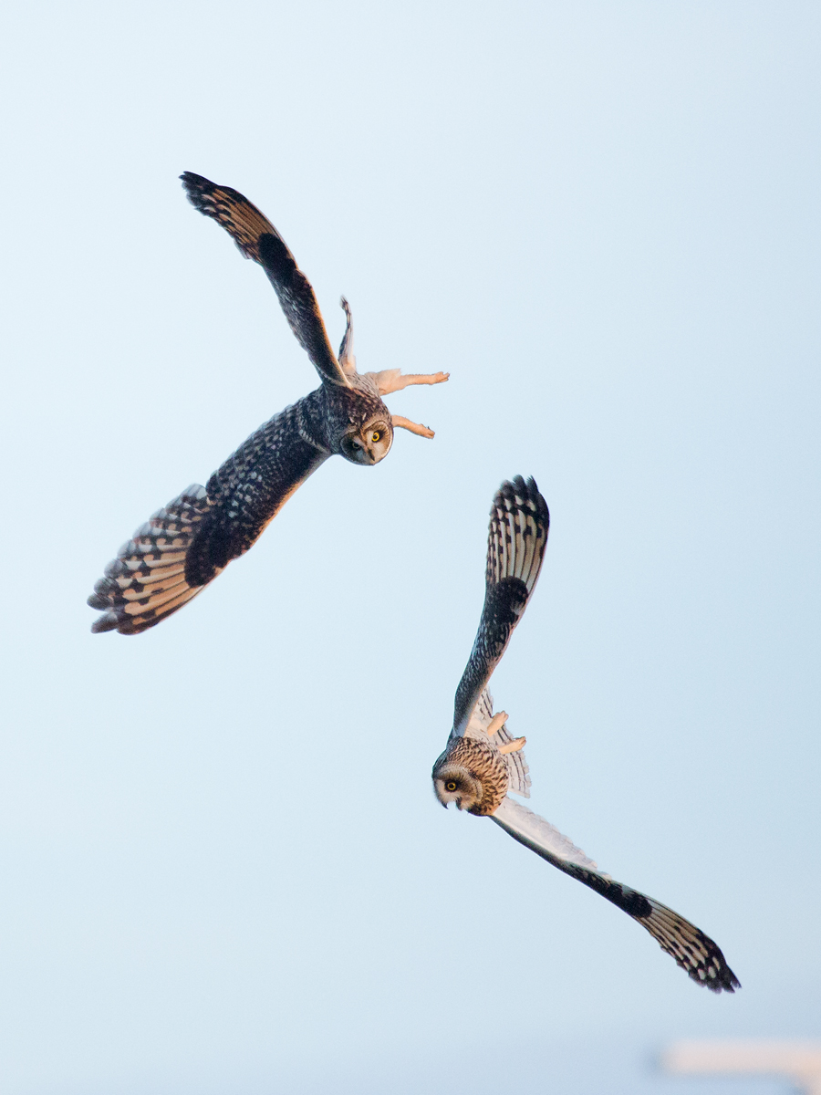 SI8A4358 als Smart-Objekt-1200.jpg