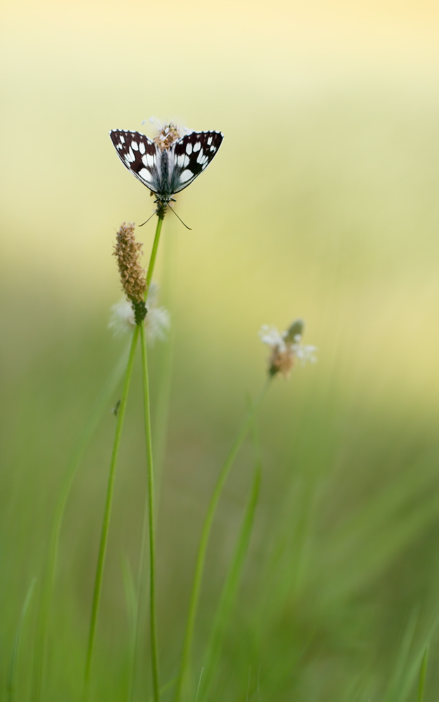 20130712_4471-schachbrettblume.jpg