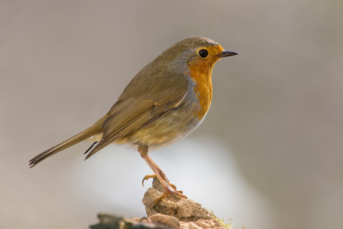Erithacus-rubecula-OG169280.jpg