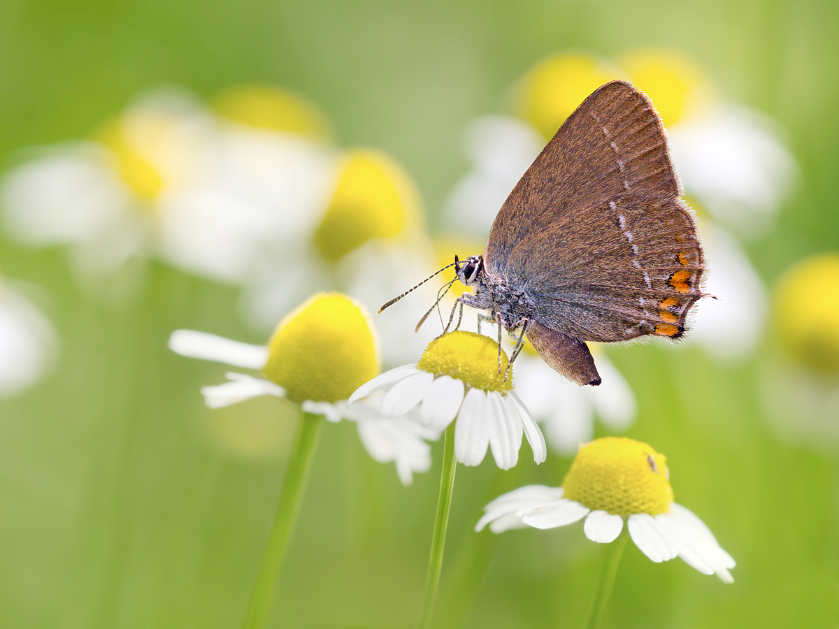 Satyrium-acaciae1-OG075280.jpg