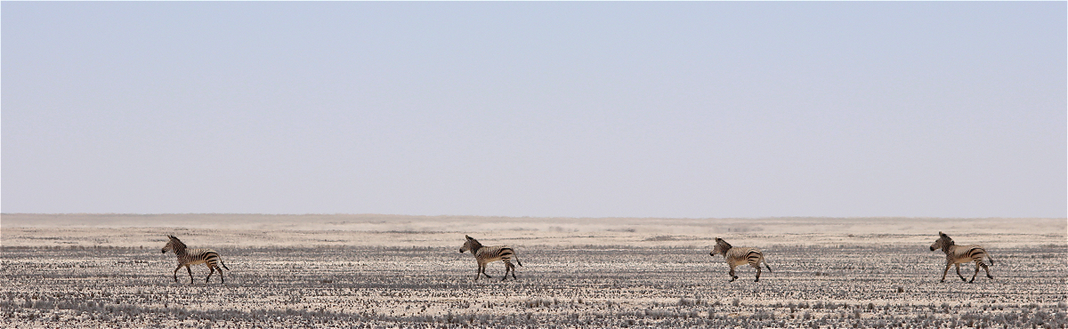 mountainzebra04makro.jpg
