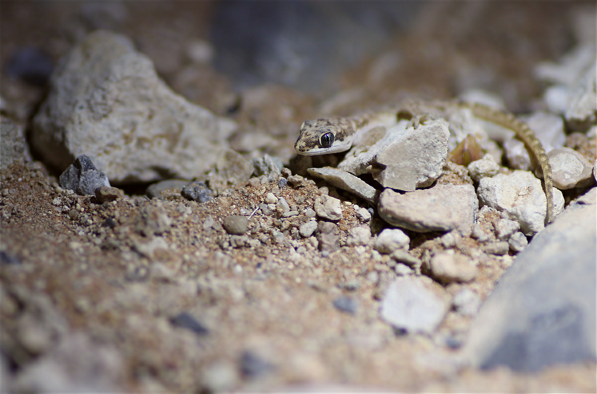 gecko01makro.jpg