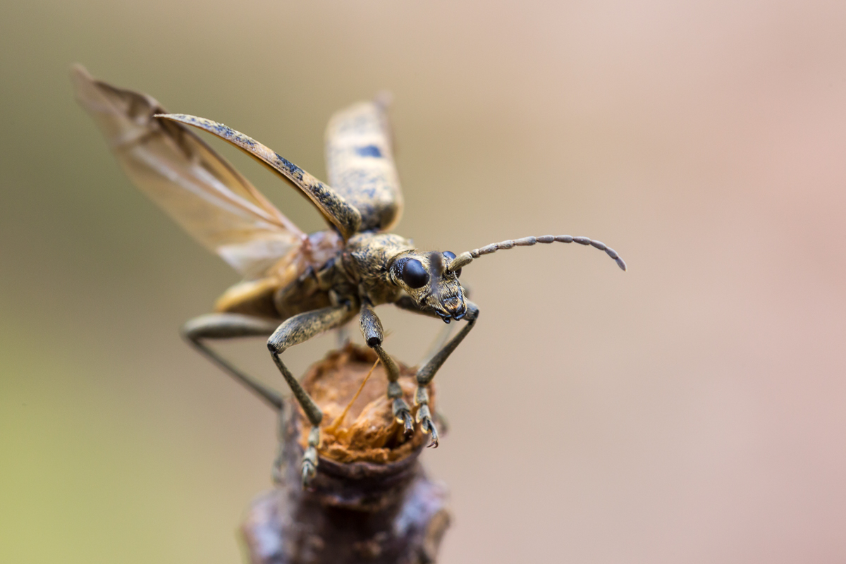 Käfer 21 (1 von 1).jpg