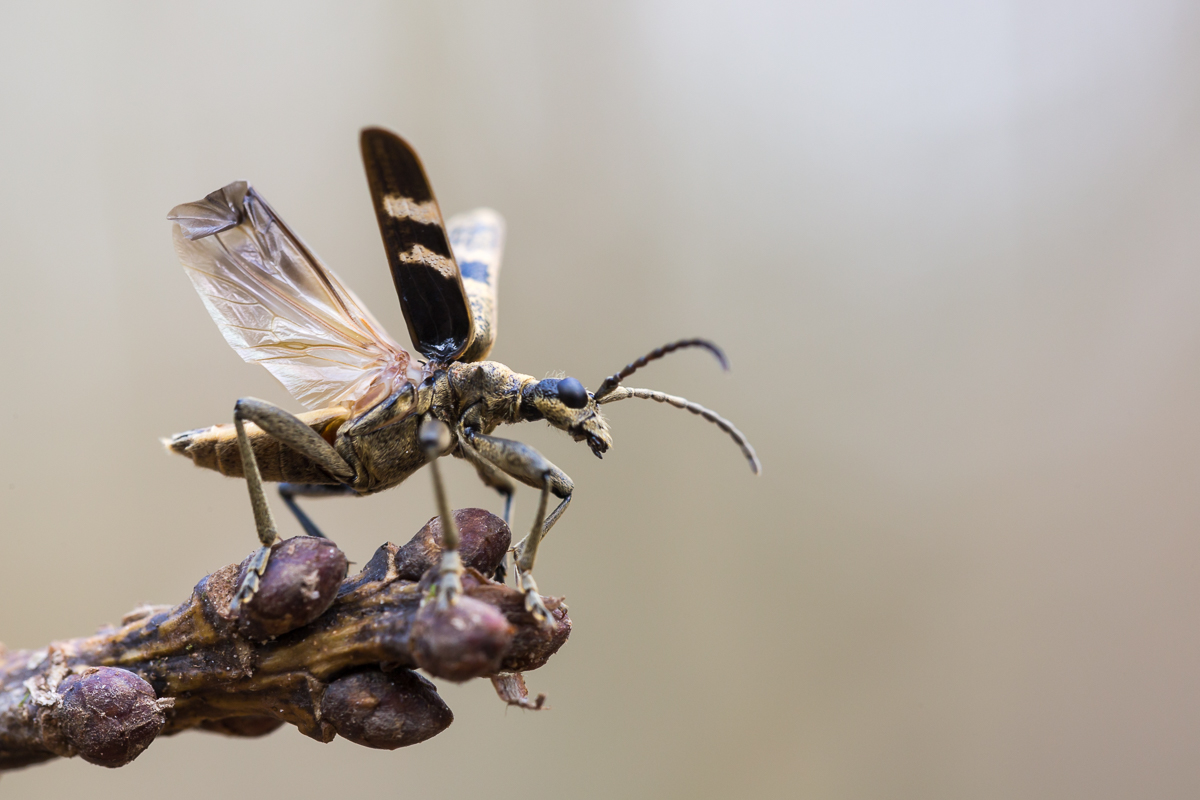 Käfer 22 (1 von 1).jpg