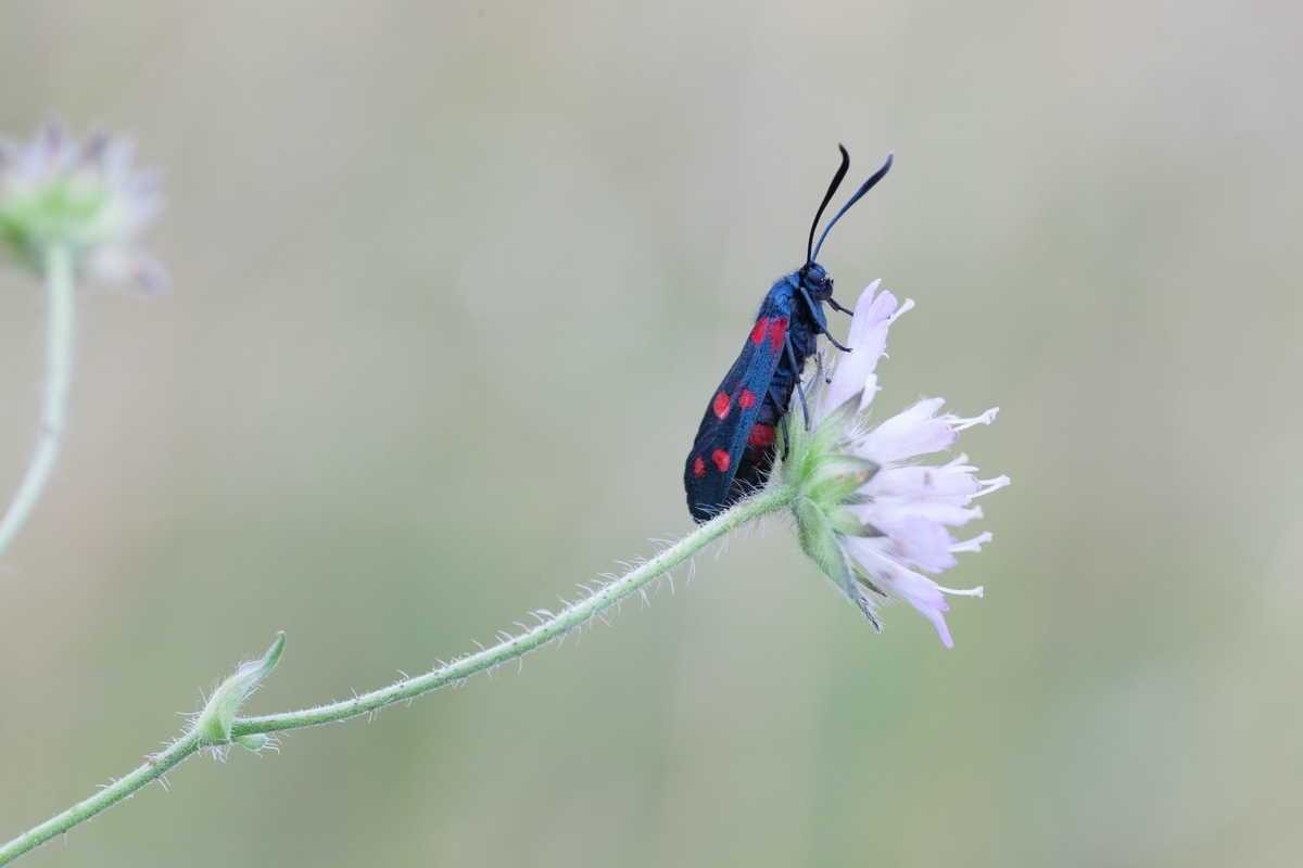 comp_ks12. Juli 20152024.jpg