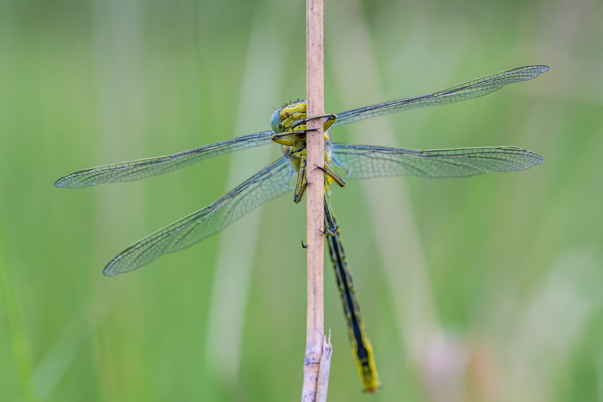 Westliche Keiljungfer (1 von 1).jpg