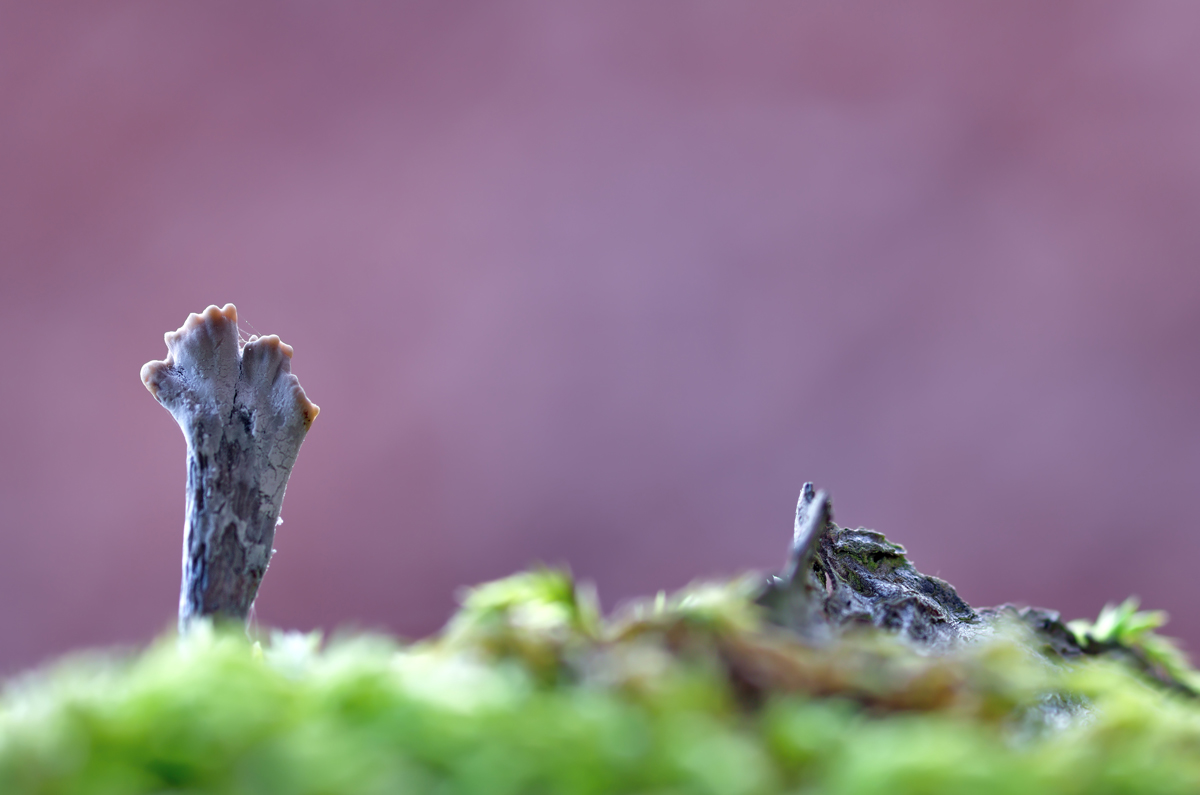 2016_02_03_Holzkeule_G_01.jpg