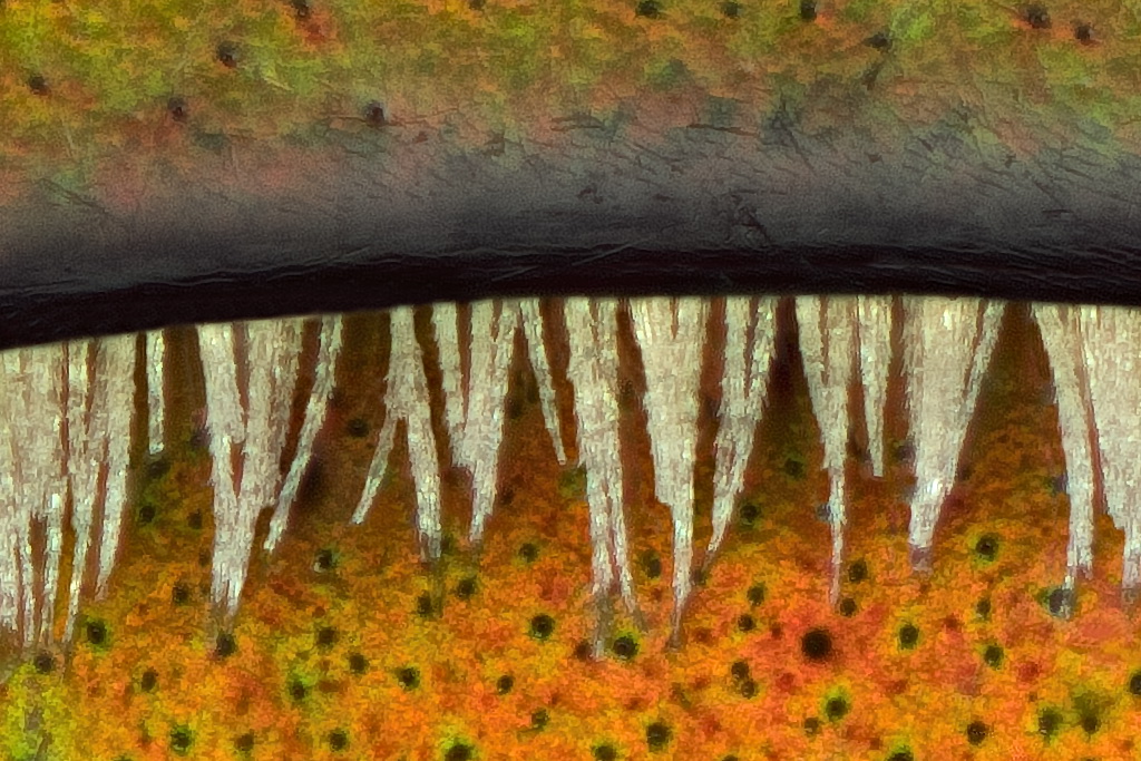 03592_Ausschnitt_01.jpg