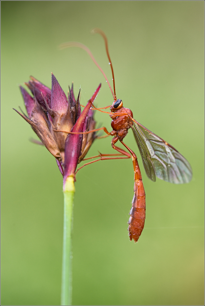 DSC_5218-Schlupfwespe_105_f7,1_1I80s-200- D&B.jpg