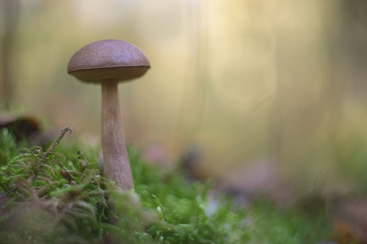 DSC00190.c.kl.Gemeiner Birkenpilz (Leccinum scabrum).jpg