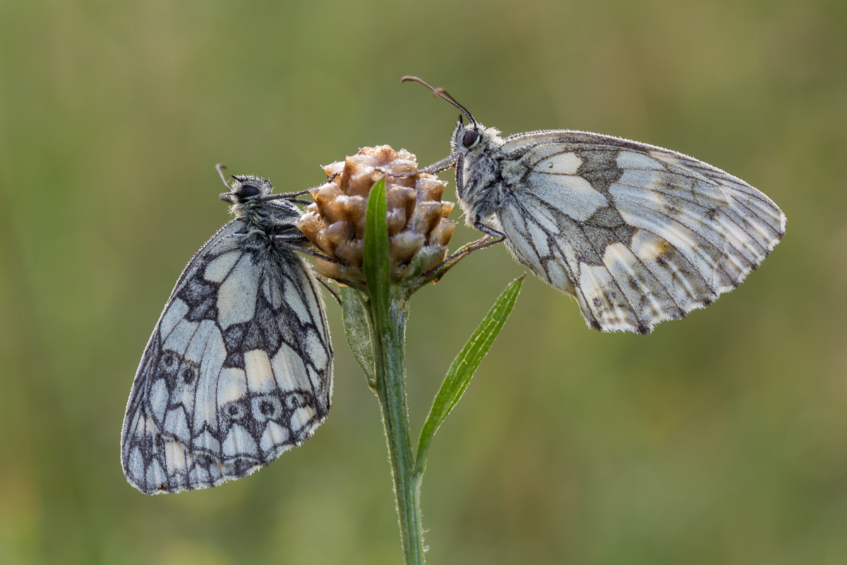 Schachiduett 2 (1 von 1).jpg