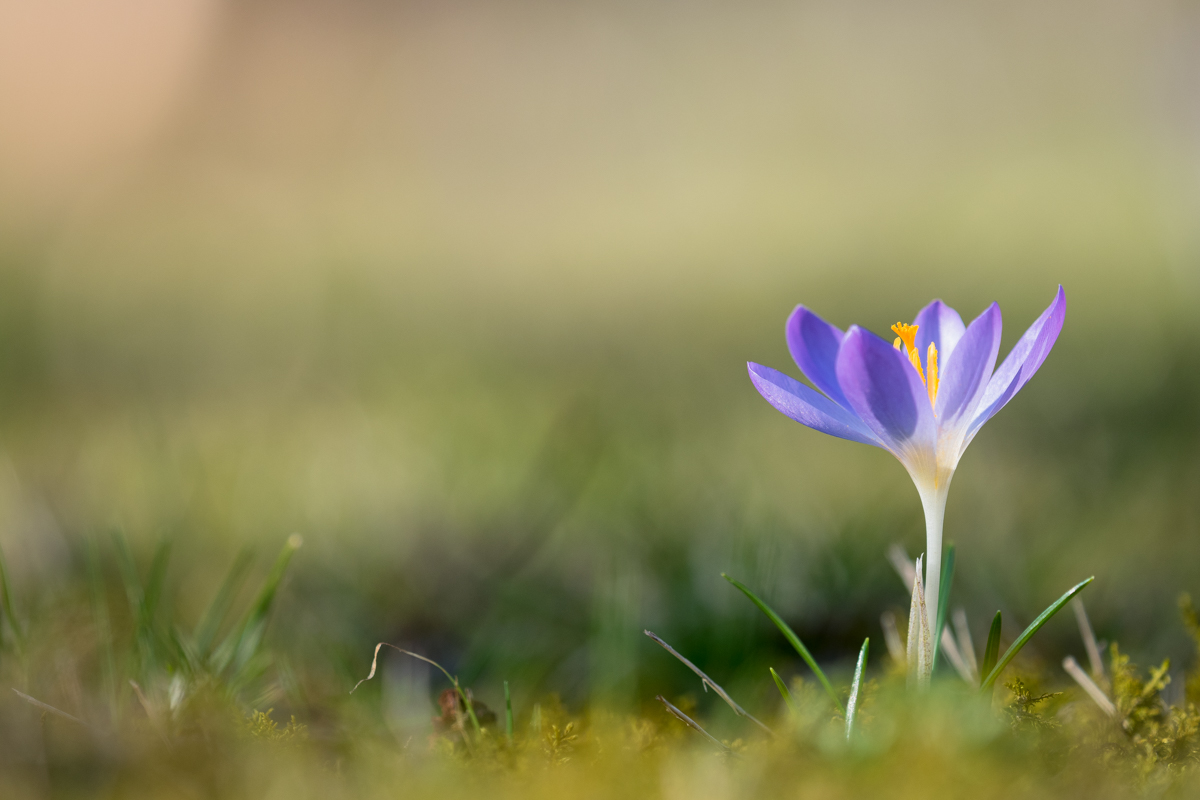 Kro 4 Oly-2120025.jpg