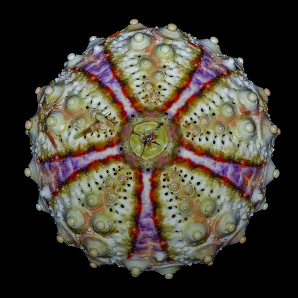 seeigel01-1.jpg