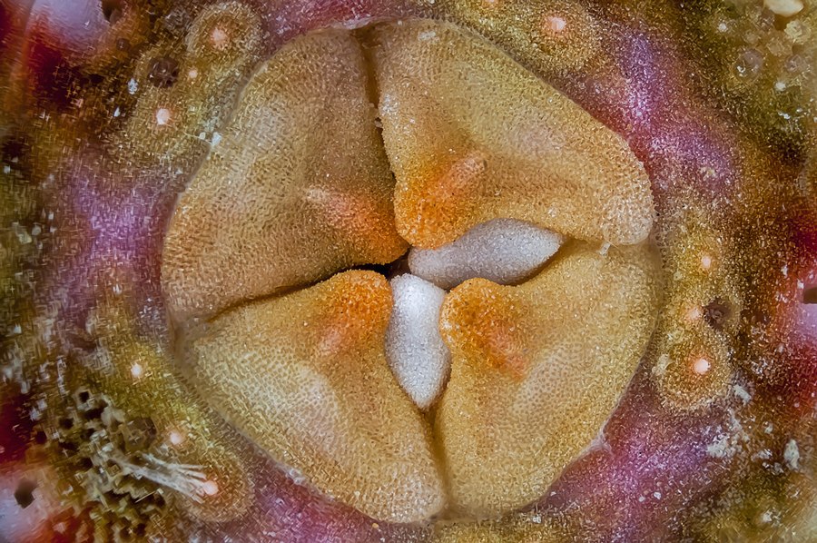 seeigel02-1.jpg