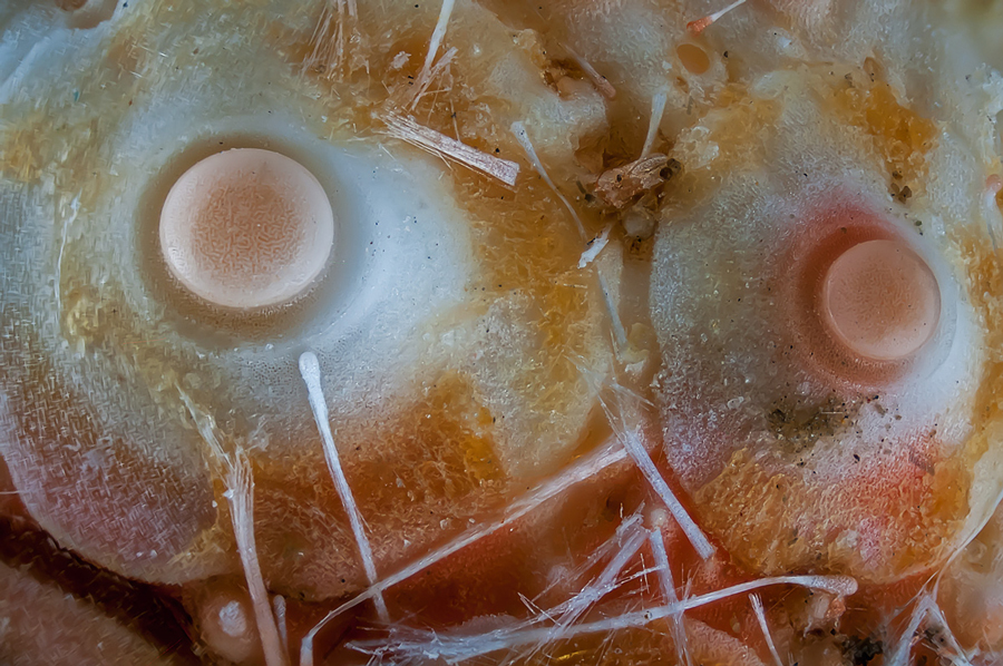 seeigel03-1.jpg