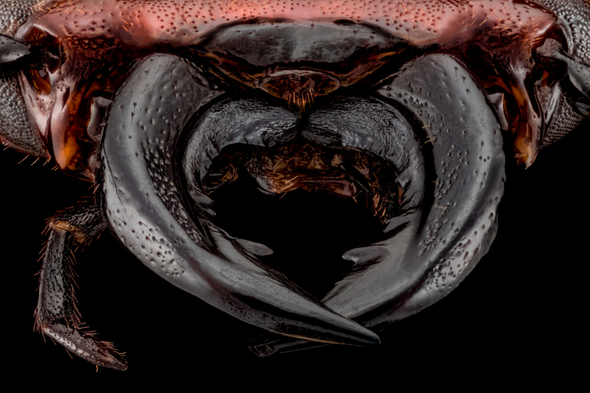 2.Schneider 50, 463 B, 0,012 mm, 4. Bl 4,0.Fuji.jpg