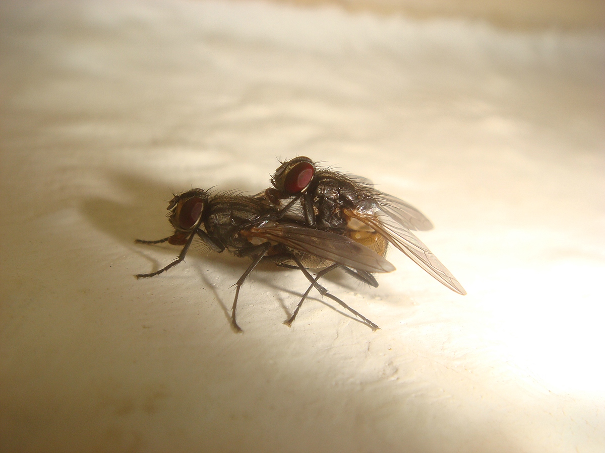 Originalgröße Stubenfliege.jpg