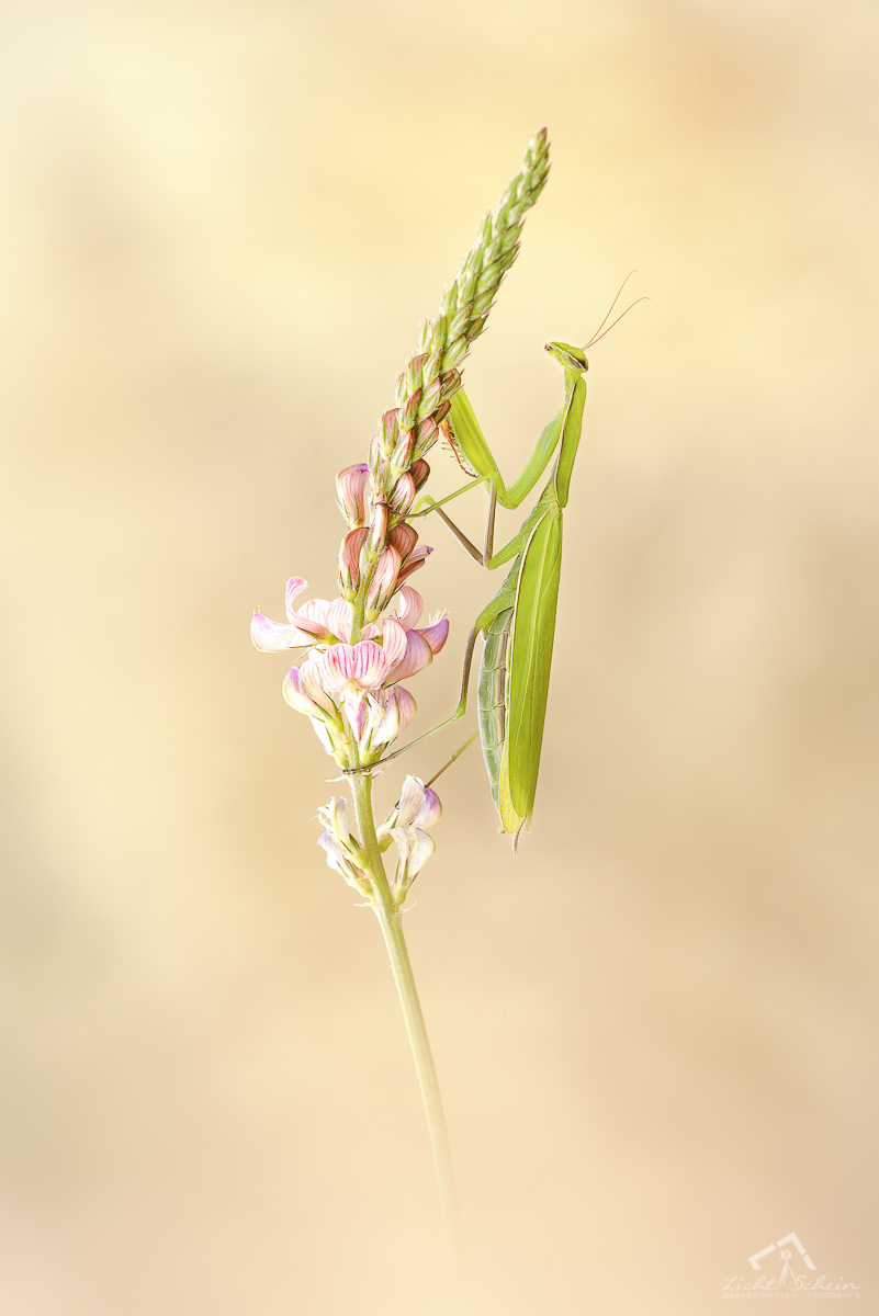 Mantis a neu 2 MF.jpg