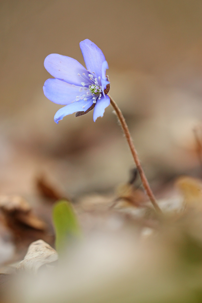 Leberblümchen03.jpg