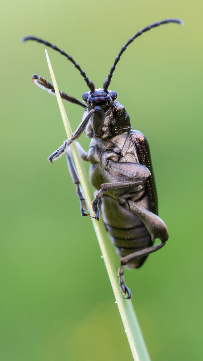 Käfer 16-1 (1 von 1).jpg