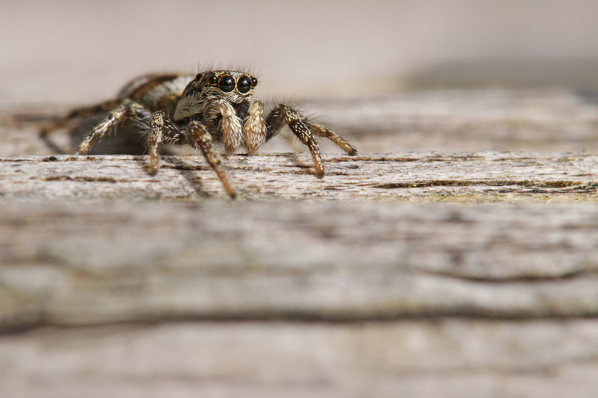 Zebraspringspinne_IMG_7248b.jpg