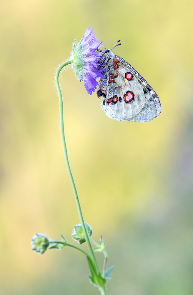 _MG_6794-Bearbeitet-Bearbeitet Kopie.jpg