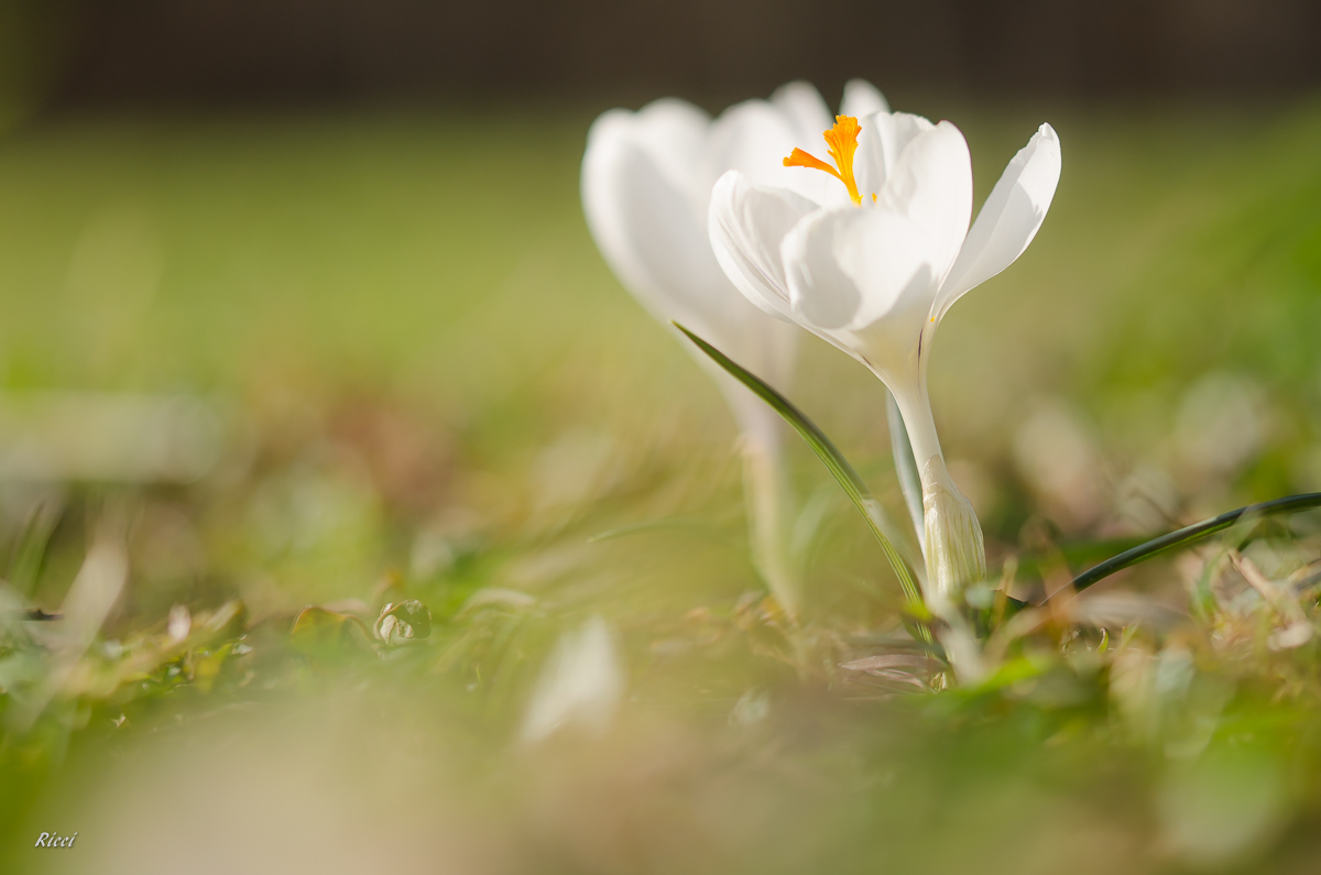 20160318-Ricci18. März 2016DSC_0007.jpg