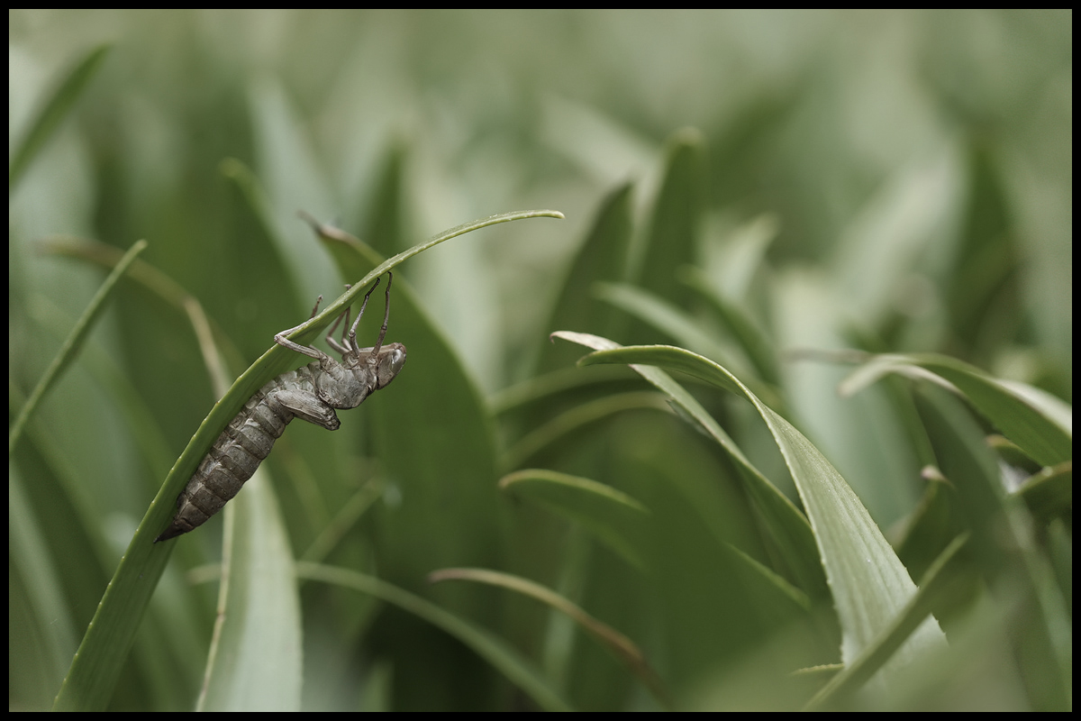 Aeshna viridis_exuvie_IMG_3636_Bernd.jpg