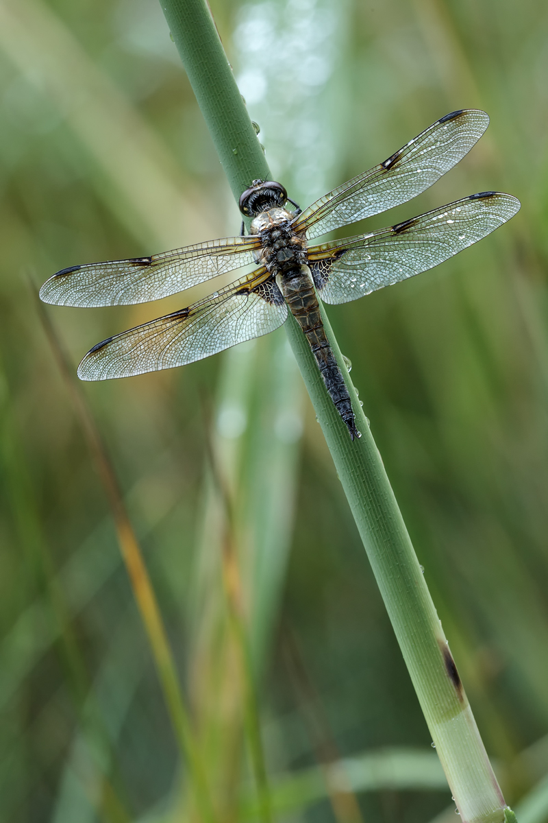 F25G5610-Bearbeitet.jpg