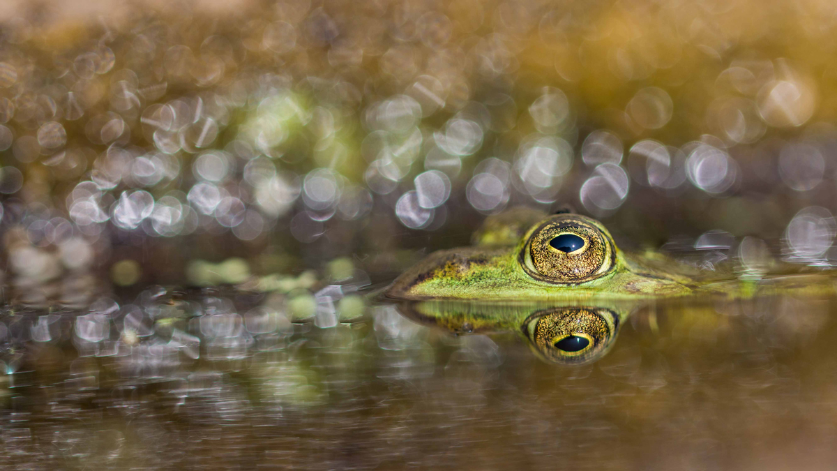Teichfrosch-(1-von-1).jpg