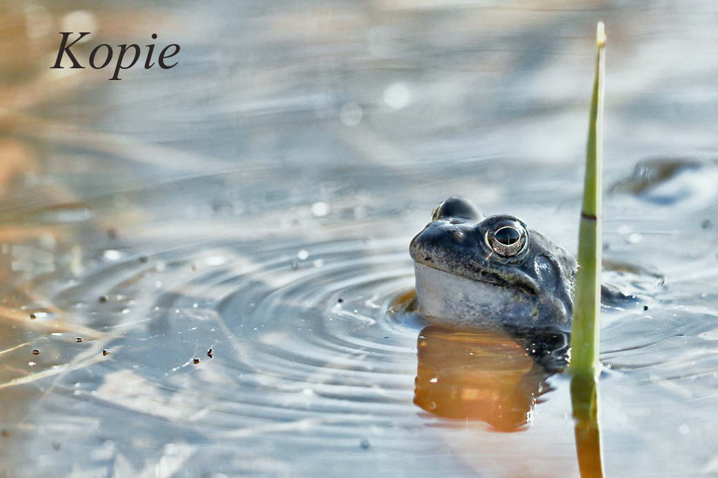 Frosch-mit-Antenne-%281-von-1%29.jpg