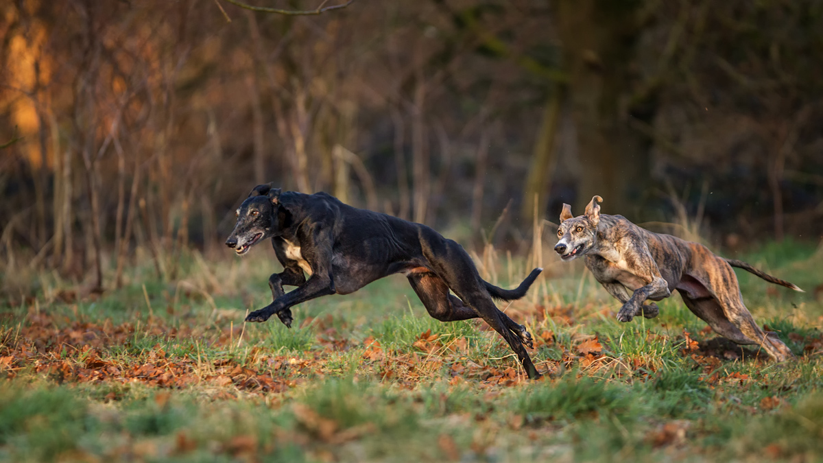 F25G3361-Bearbeitet.jpg