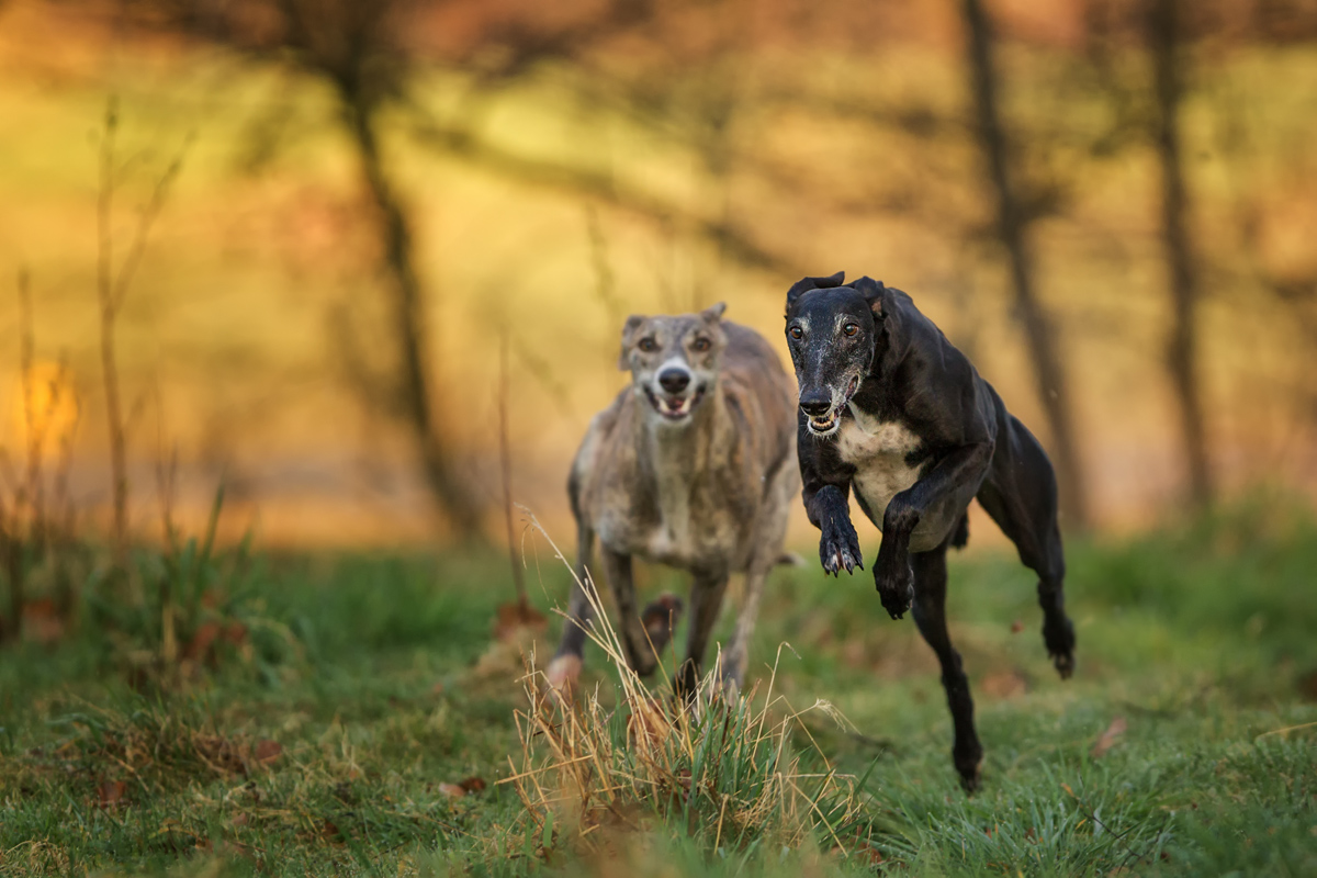F25G3385-Bearbeitet.jpg
