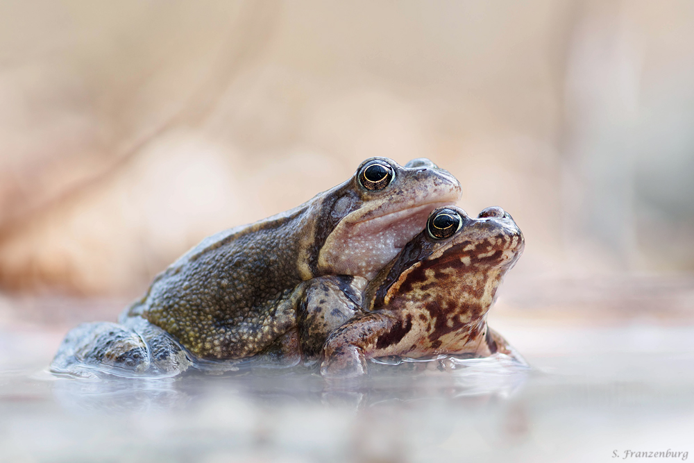 P4030026_Grasfroschpaar_stacked_klein.jpg